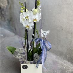 Orchid plant