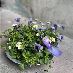 Violet Planter