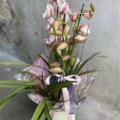 Cymbidium Orchid Plant  