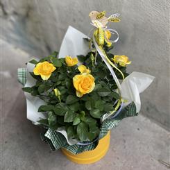 Yellow Rose Plant