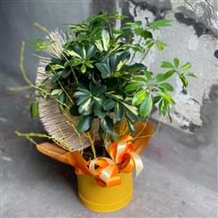 Umbrella Plant