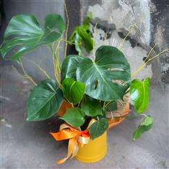 Monstera plant 