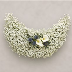 Gypsophila Crescent Moon Tribute M287