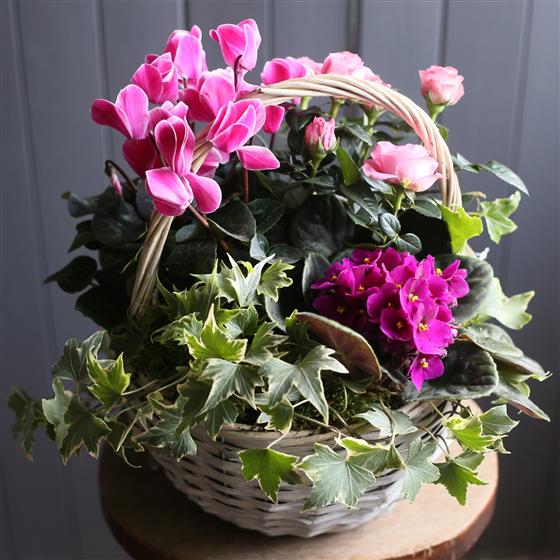 Flowering Planted Basket Azalea Flowers Aberdeen Florist