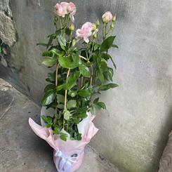 Rose plant Azalea Flowers Aberdeen Florist