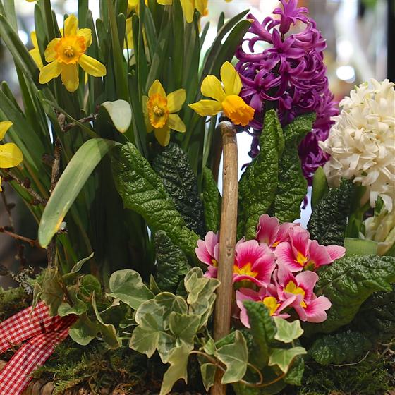 Spring Planter Azalea Flowers Florist Aberdeen